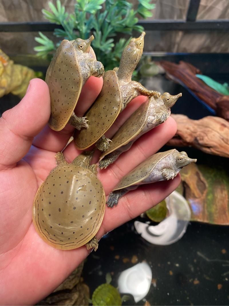 Turtles for sale in Houston, TX 5miles Buy and Sell