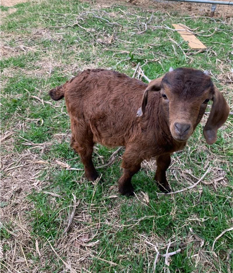 Baby Boer goat for sale in Burleson, TX 5miles Buy and Sell