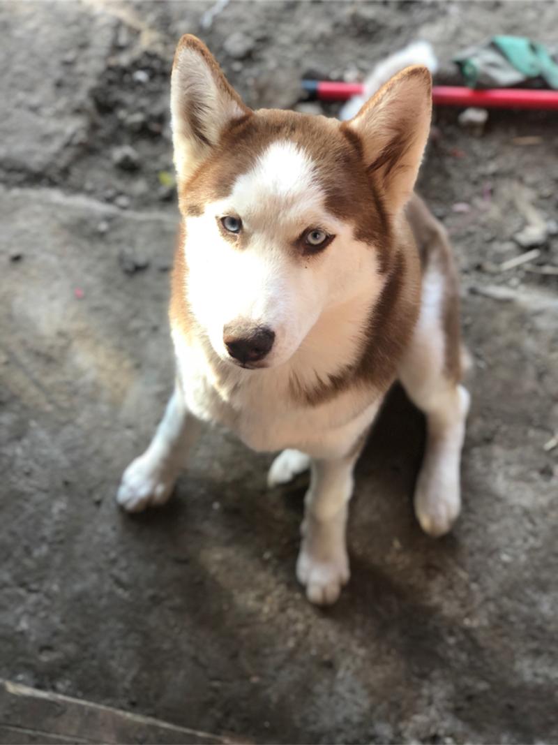 Husky puppies for sale in Houston, TX 5miles Buy and Sell