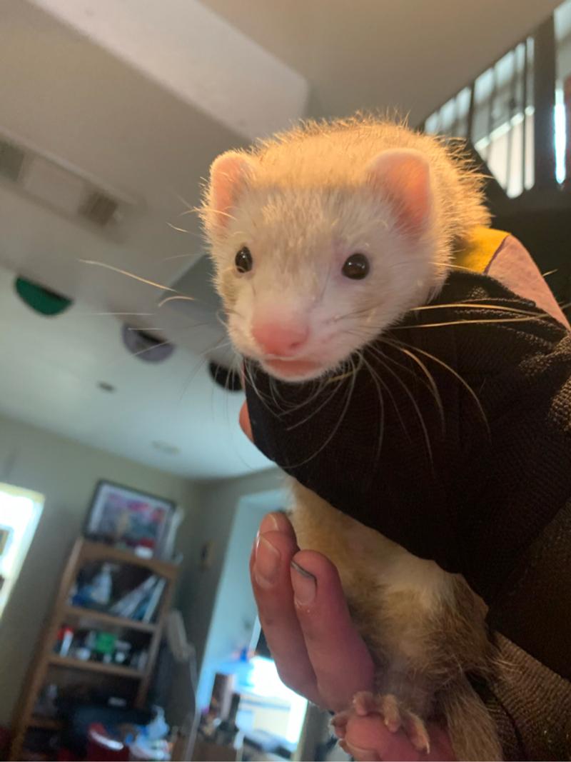 Baby ferrets for sale in Austin, TX 5miles Buy and Sell