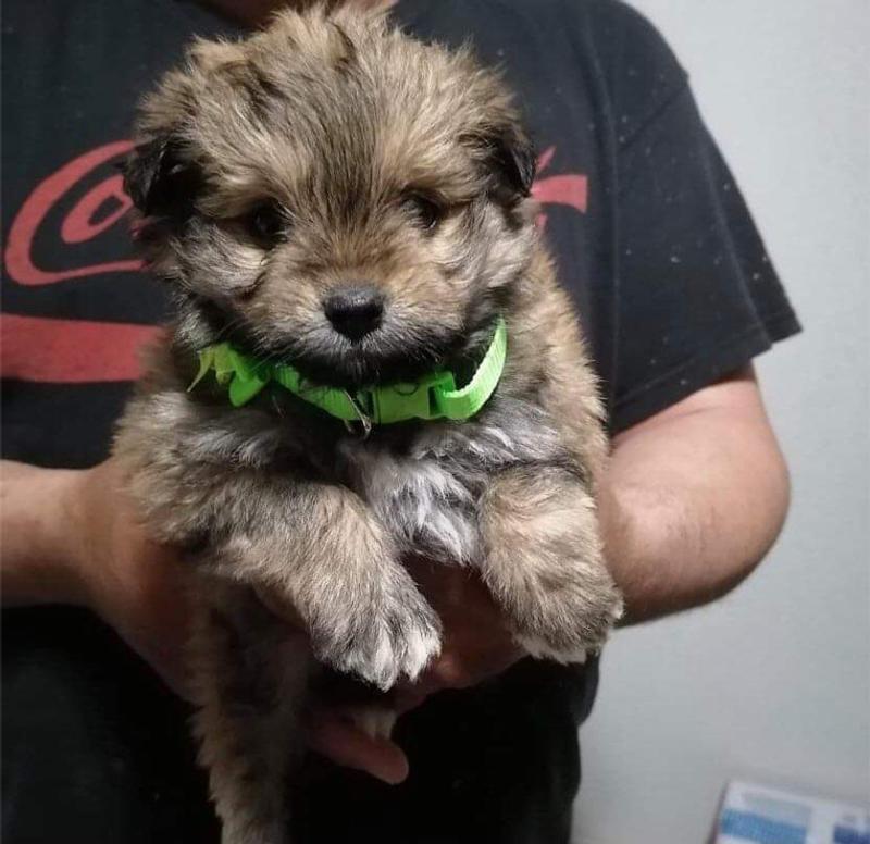 Maltipoo puppy for sale in Los Angeles, CA 5miles Buy and Sell