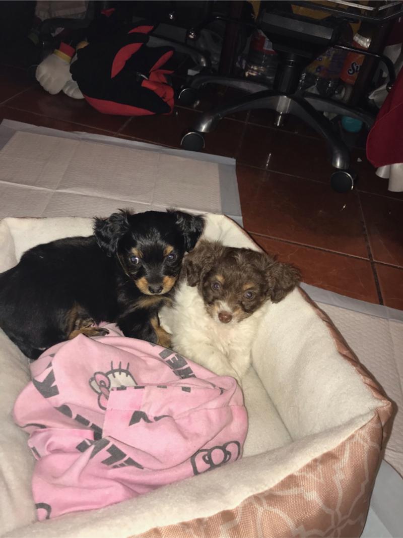 Puppies for sale in Houston, TX 5miles Buy and Sell