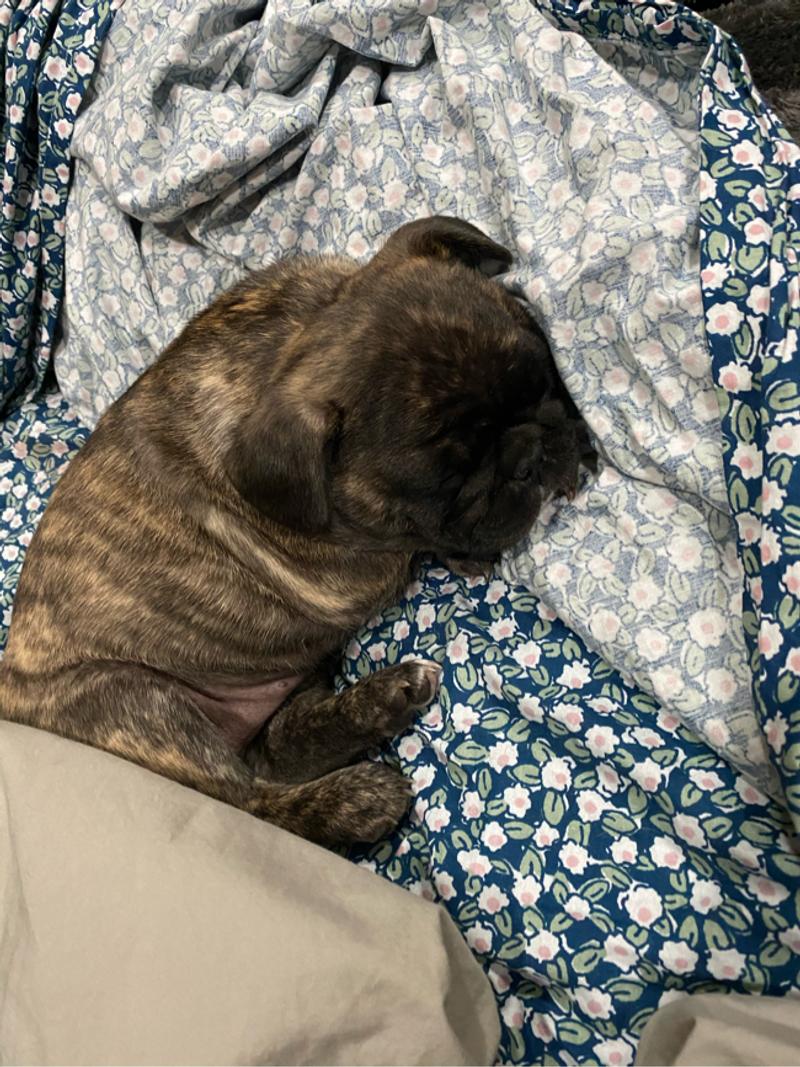 Frenchie/pug puppy for sale in Grass Valley, CA 5miles Buy and Sell