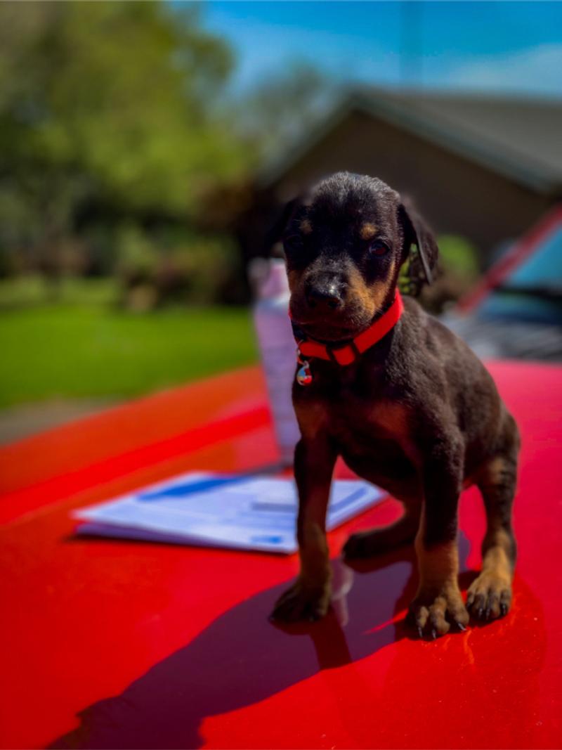 Doberman puppy for sale in Houston, TX 5miles Buy and Sell