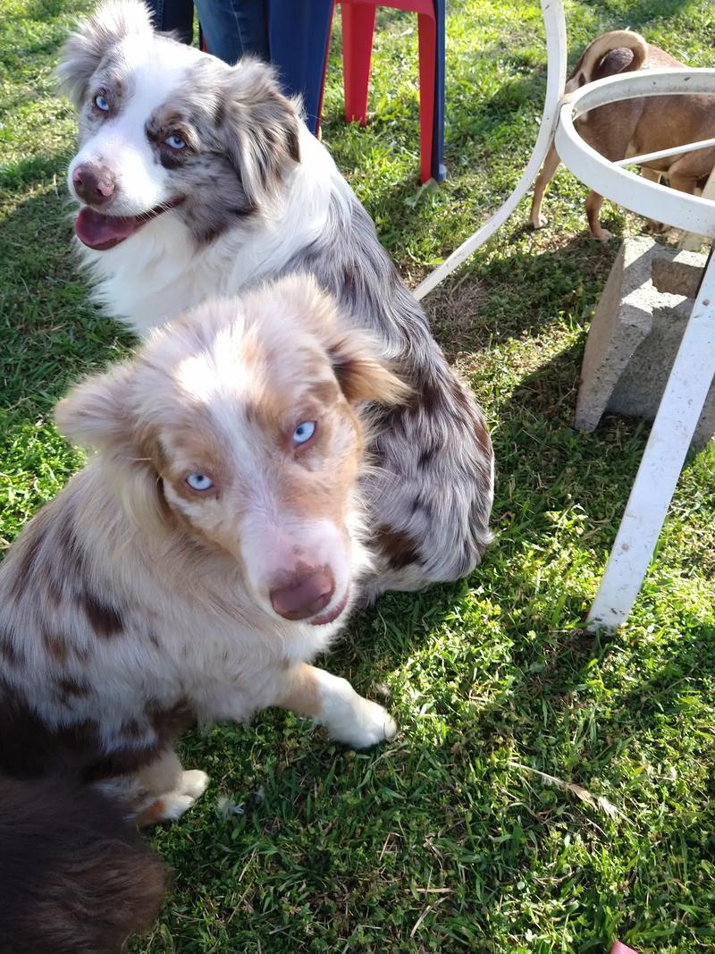 Mini aussies for sale in Mineral Wells, TX 5miles Buy and Sell