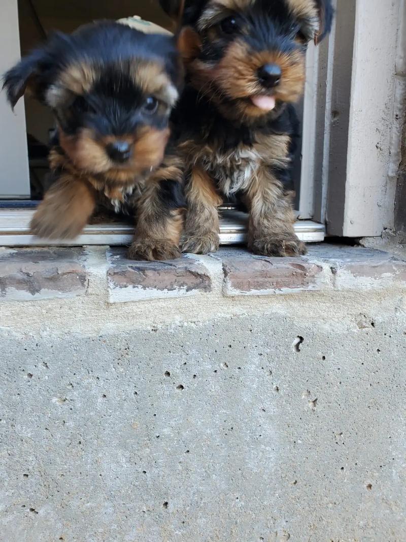 Teacup yorkies for sale in Grapevine, TX 5miles Buy and Sell