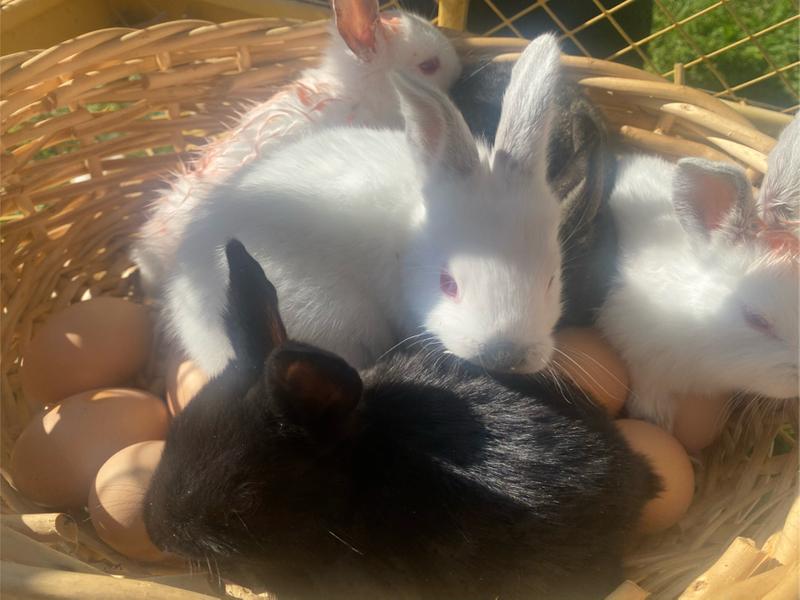 Baby rabbits, ready for easter for sale in Fort Worth, TX 5miles Buy