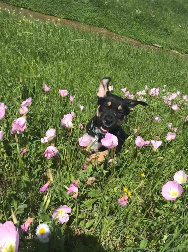 FREE PUPPY for sale in Houston, TX 5miles Buy and Sell