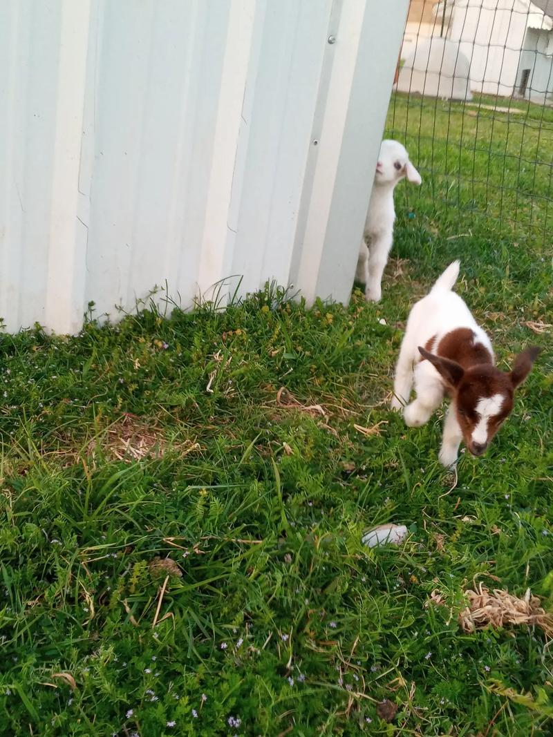 Nigerian baby goats for sale in Denton, TX 5miles Buy and Sell