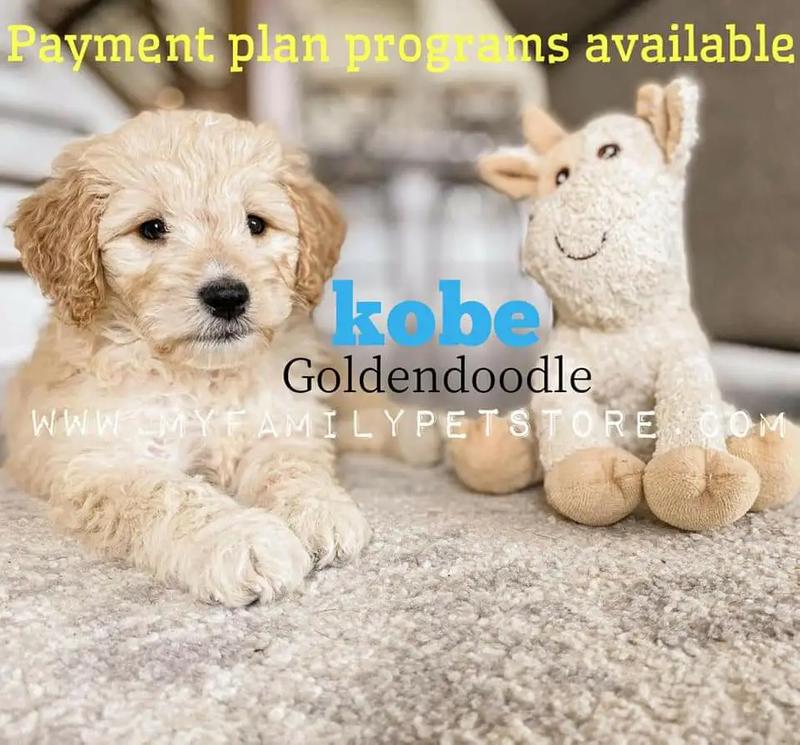 Goldendoodle for sale in Houston, TX 5miles Buy and Sell