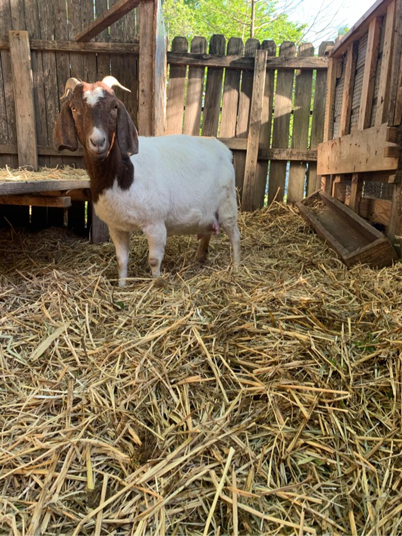 Female Boer goat for sale in Denton, TX 5miles Buy and Sell