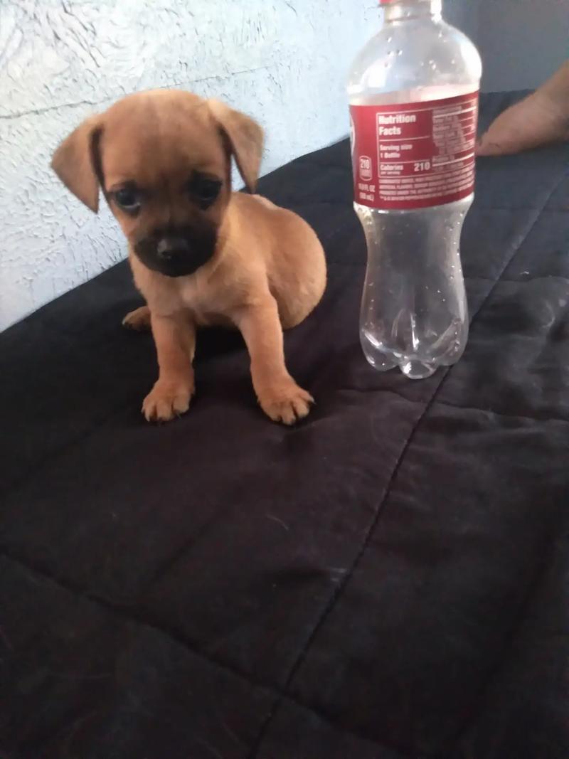 Chihuahua teacup mix for sale in Dallas, TX 5miles Buy and Sell