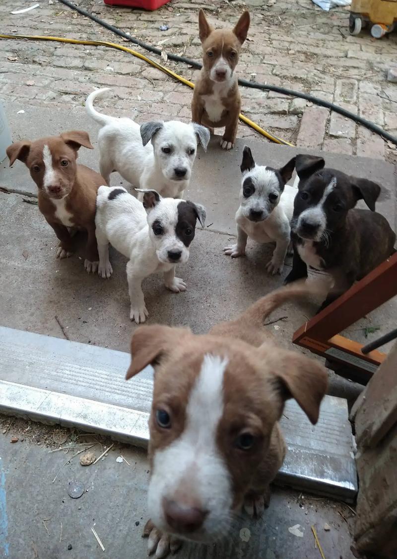 Pitbull puppies for sale in Houston, TX 5miles Buy and Sell