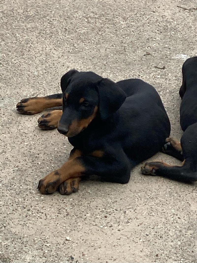 Doberman puppys for sale in Houston, TX 5miles Buy and Sell
