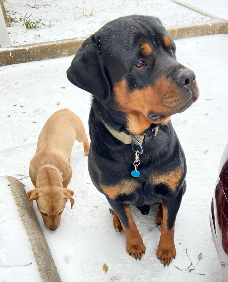 Male Rottweiler for sale in Dallas, TX 5miles Buy and Sell