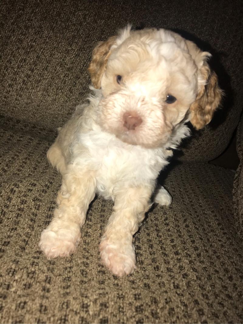 Male poodle for sale in Houston, TX 5miles Buy and Sell