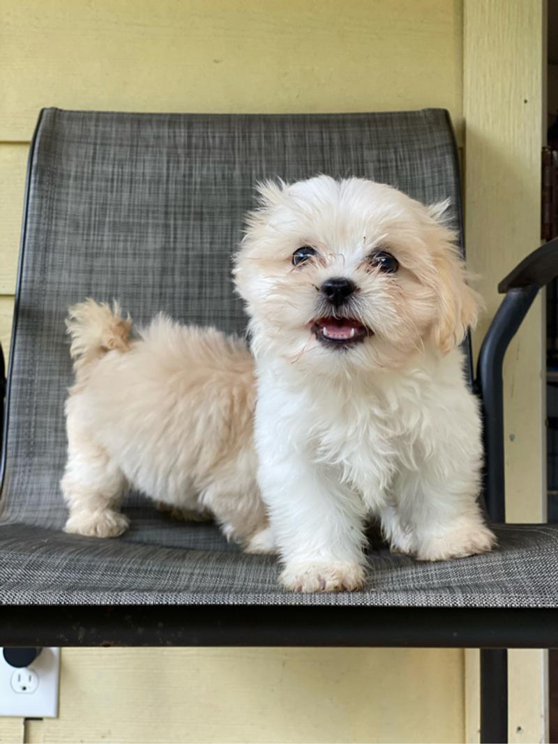 Shih Tzu puppies for sale in Houston, TX 5miles Buy and Sell