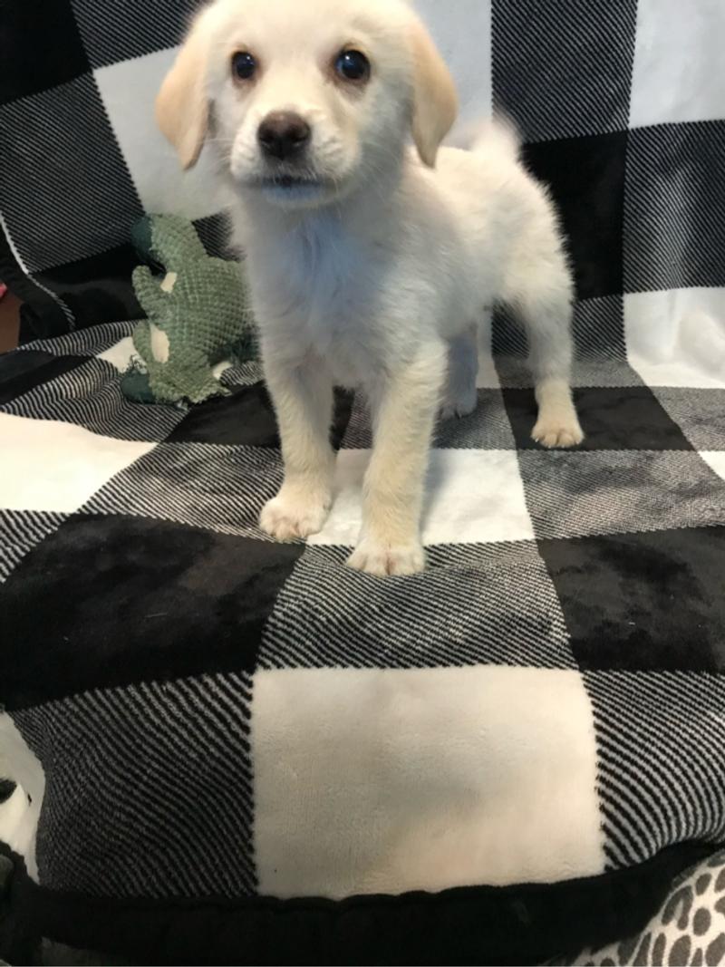 Pyrador puppy for sale in Fort Worth, TX 5miles Buy and Sell