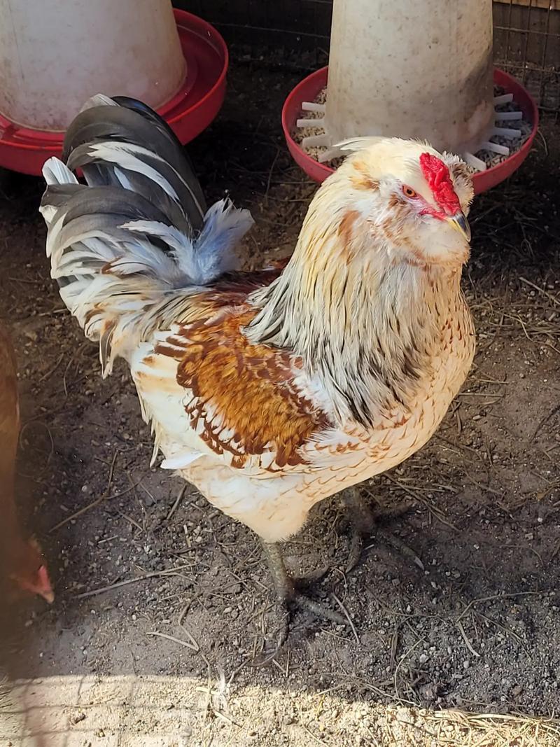 Young Easter Egger Easter Egger Rooster and Nine Easter Egger Hens for