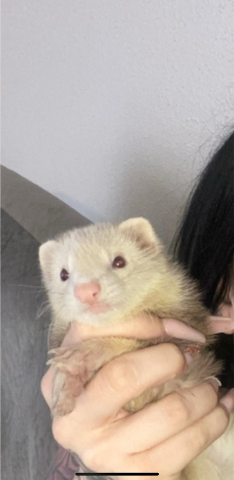 Ferret for sale in Fort Worth, TX 5miles Buy and Sell