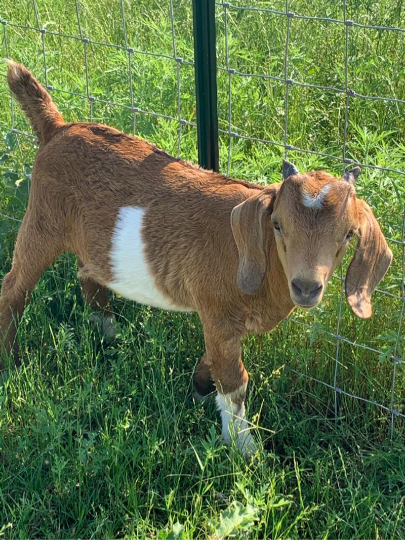 Boer goat for sale in Burleson, TX 5miles Buy and Sell
