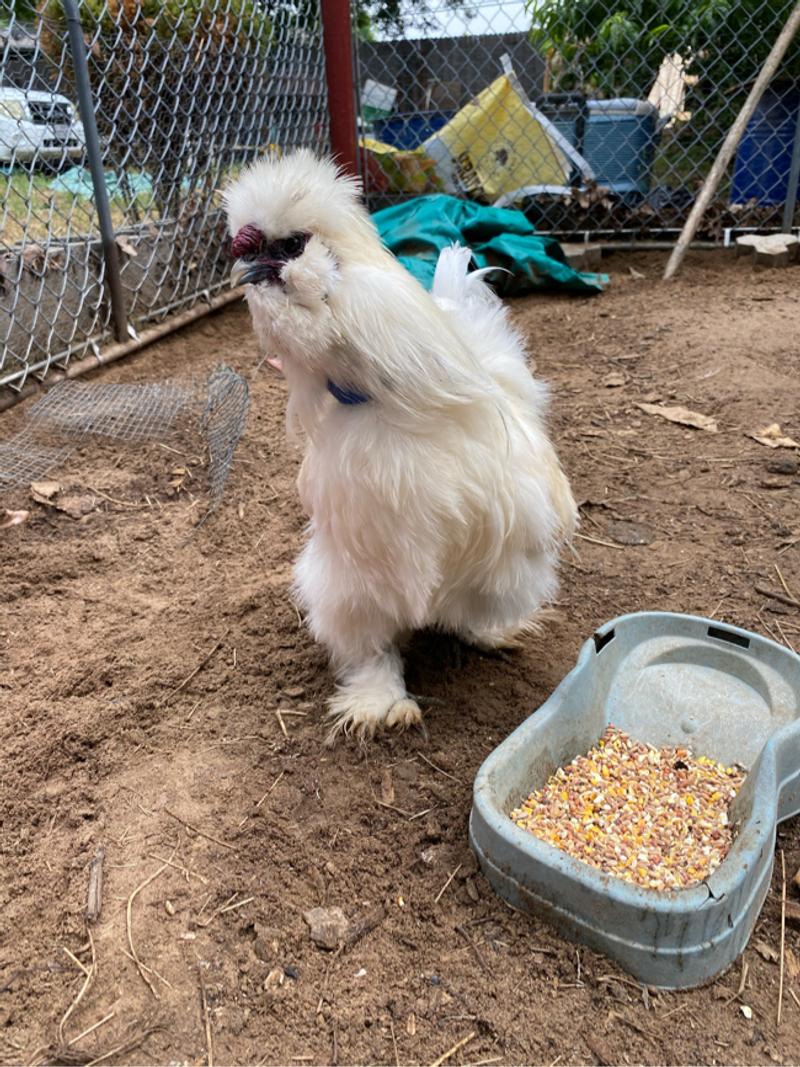 Roosters for sale in Fort Worth, TX 5miles Buy and Sell