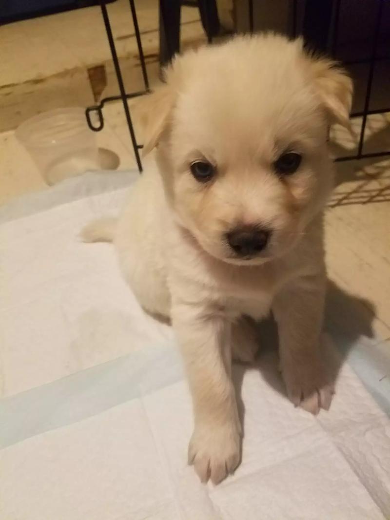 Husky chihuahua puppy for sale in Houston, TX 5miles Buy and Sell