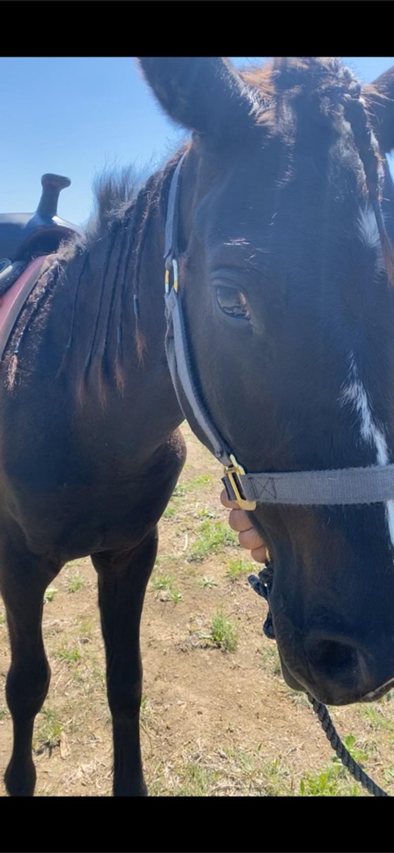 Horse Caballo for sale in Ennis, TX 5miles Buy and Sell