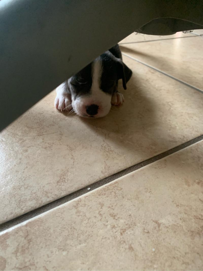 Dog for sale in Houston, TX 5miles Buy and Sell