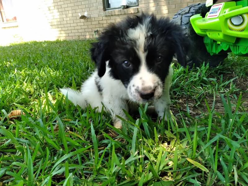 Blue heeler lab mix for sale in Burleson, TX 5miles Buy and Sell