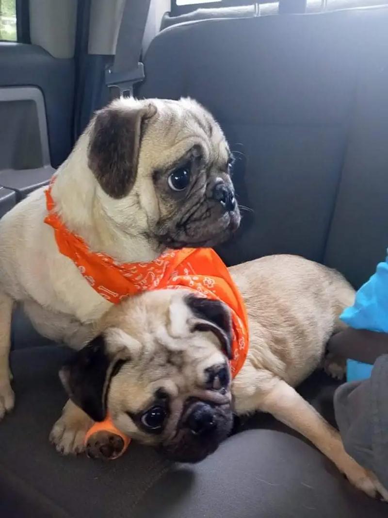 Pug puppy * for sale in Fort Worth, TX 5miles Buy and Sell