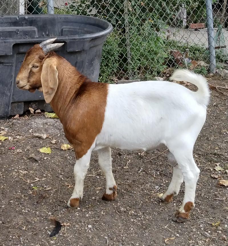 Boer goat for sale in Red Oak, TX 5miles Buy and Sell