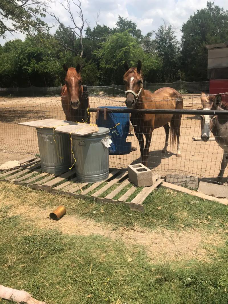 4 horses 2 donkeys 2,300 for sale in Weatherford, TX 5miles Buy and Sell
