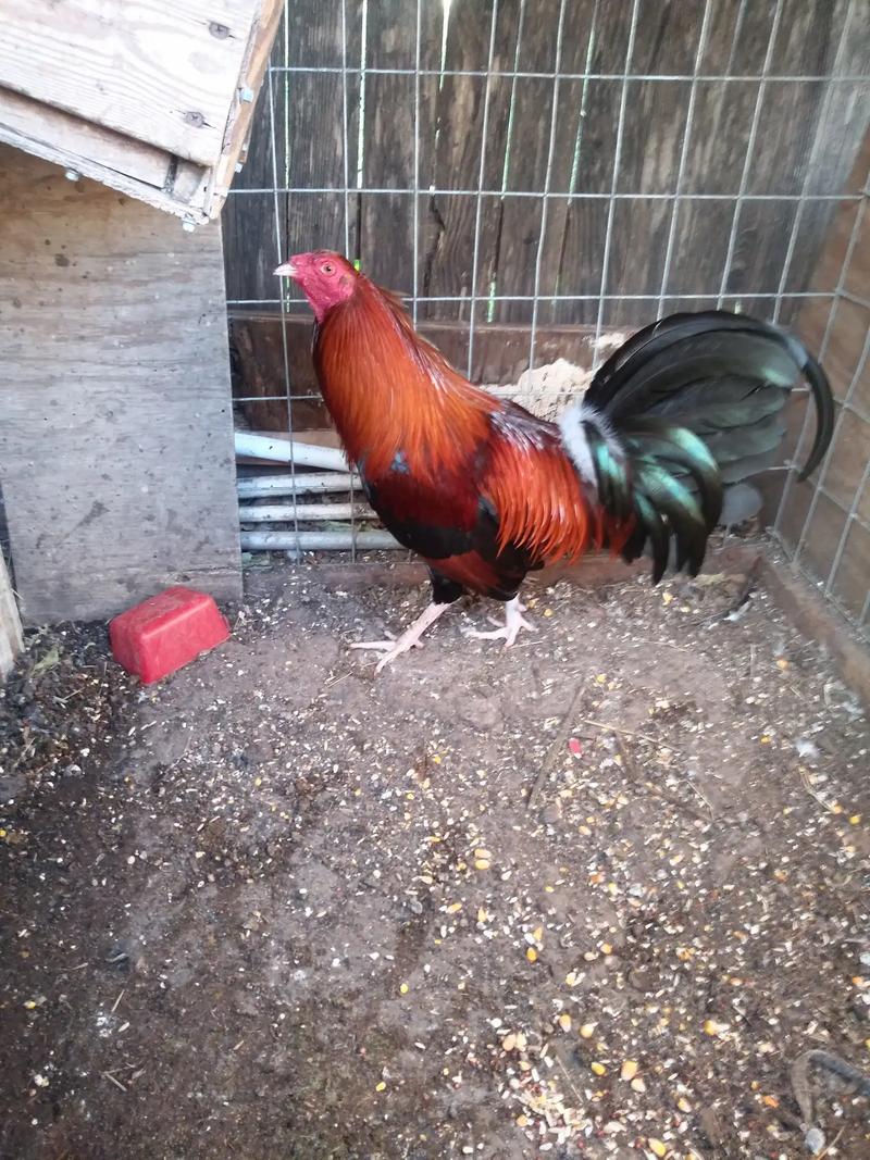 Gallos gallinas y pollitos for sale in Rosharon, TX 5miles Buy and Sell