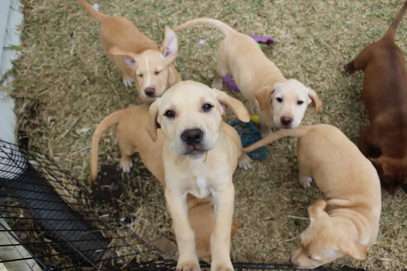 Lab mix puppies for sale in Dallas, TX 5miles Buy and Sell