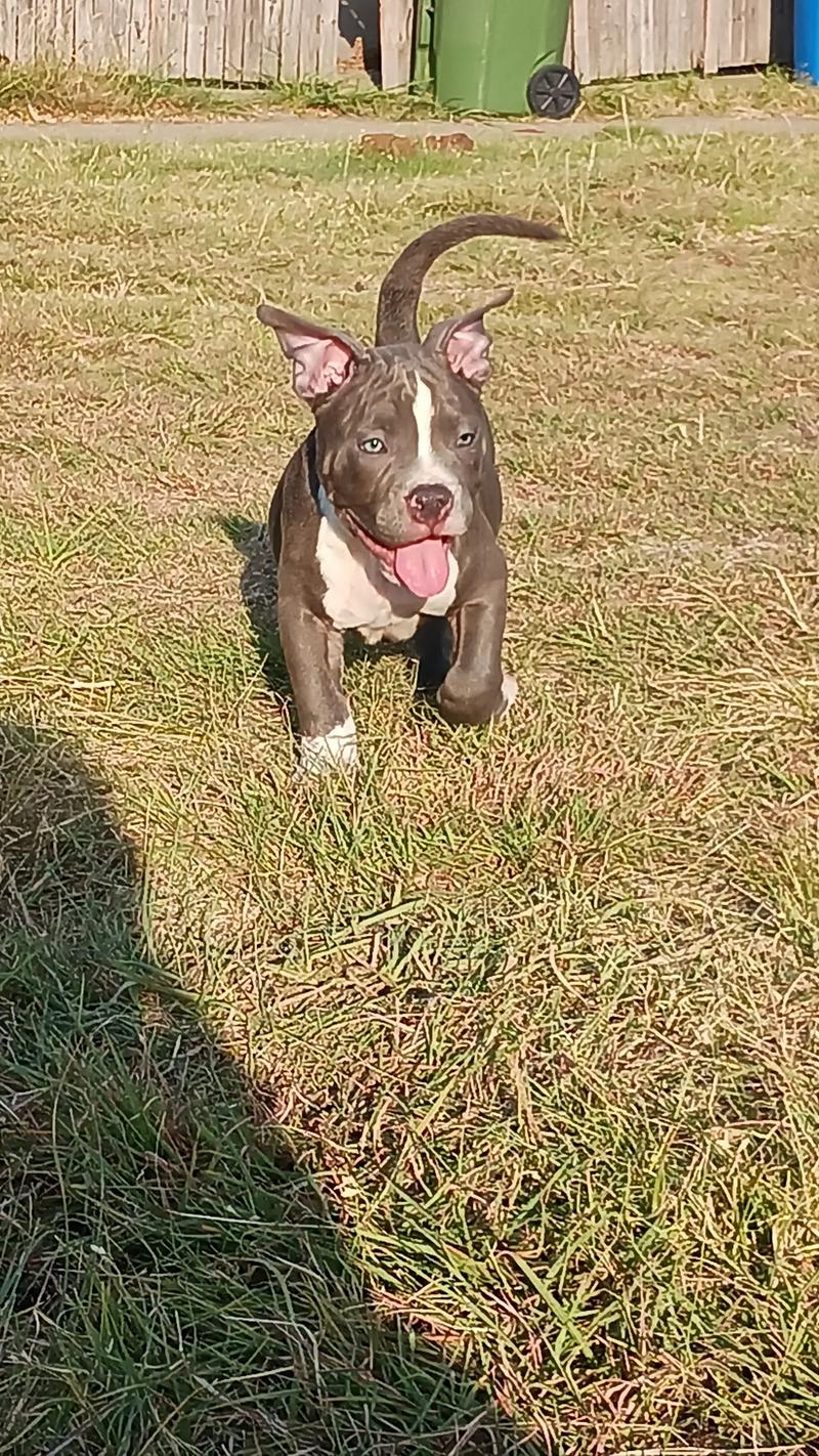 American pocket bully puppies for sale in The Colony, TX 5miles Buy