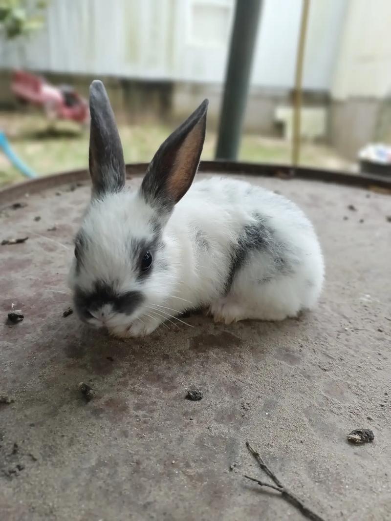 Rabbits for sale in Cleveland, TX 5miles Buy and Sell