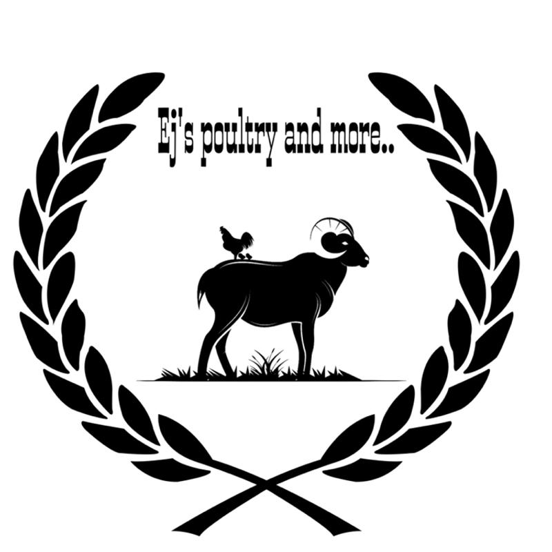 Chicken for sale in Royse City, TX 5miles Buy and Sell