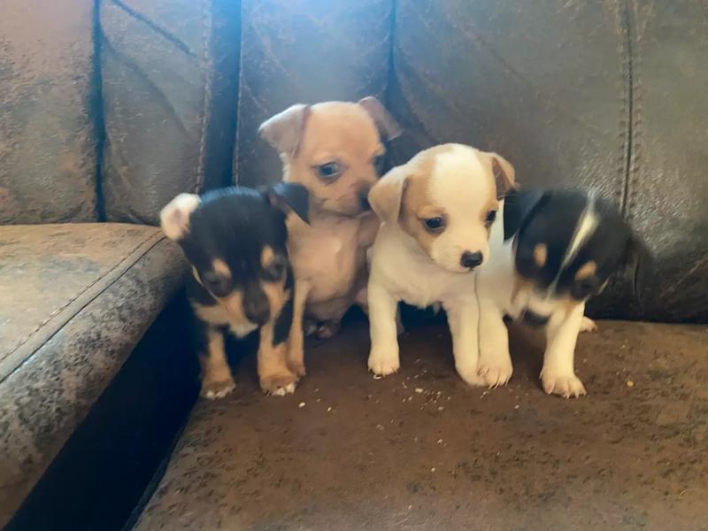 "JackChi" Puppies 10 week old Jack Russell and Chihuahua terriers. for