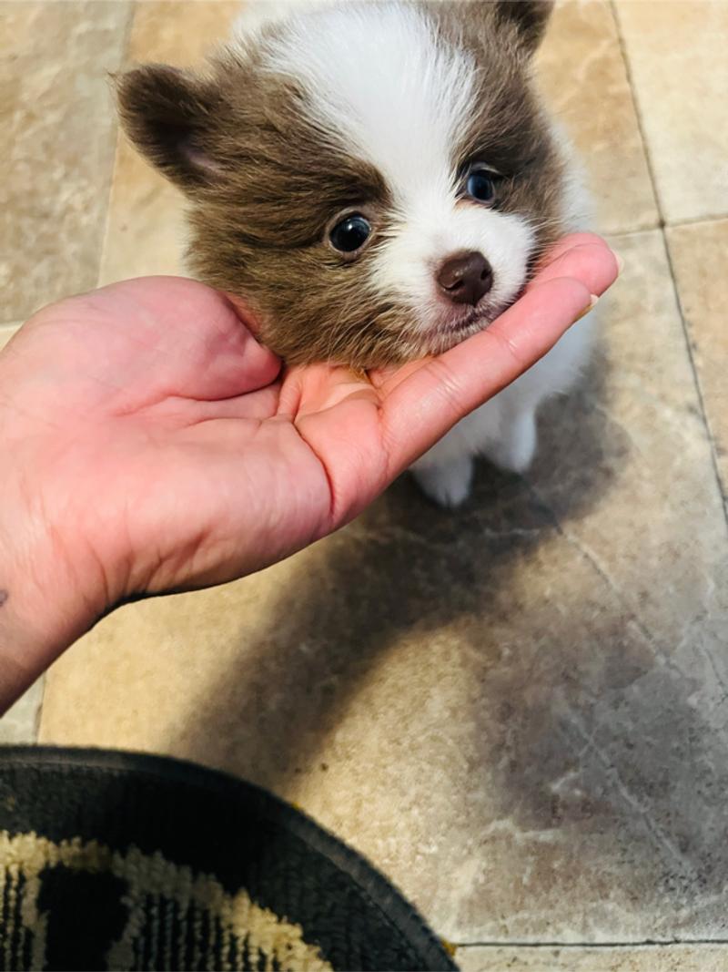 Pomeranians for sale in Kennedale, TX 5miles Buy and Sell