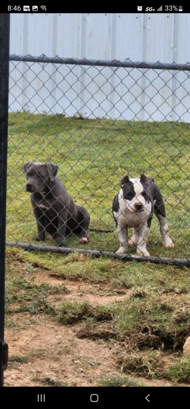 ABKC registered American Bully standards puppies for sale in Grand