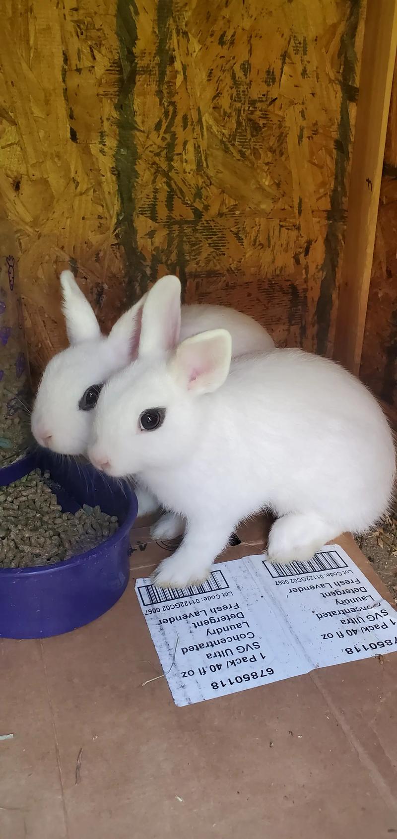Baby Bunnies for sale in Fort Worth, TX 5miles Buy and Sell