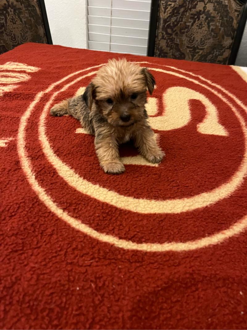 Morkie Puppies for sale in Mansfield, TX 5miles Buy and Sell