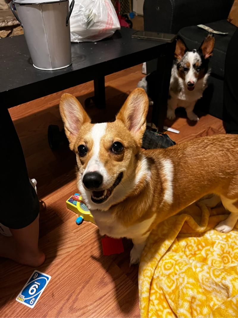 Female Pembroke welsh for sale in Dallas, TX 5miles Buy and Sell