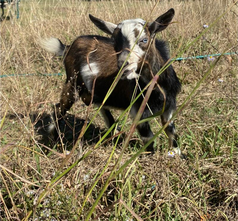 Nigerian baby goat for sale in Ponder, TX 5miles Buy and Sell