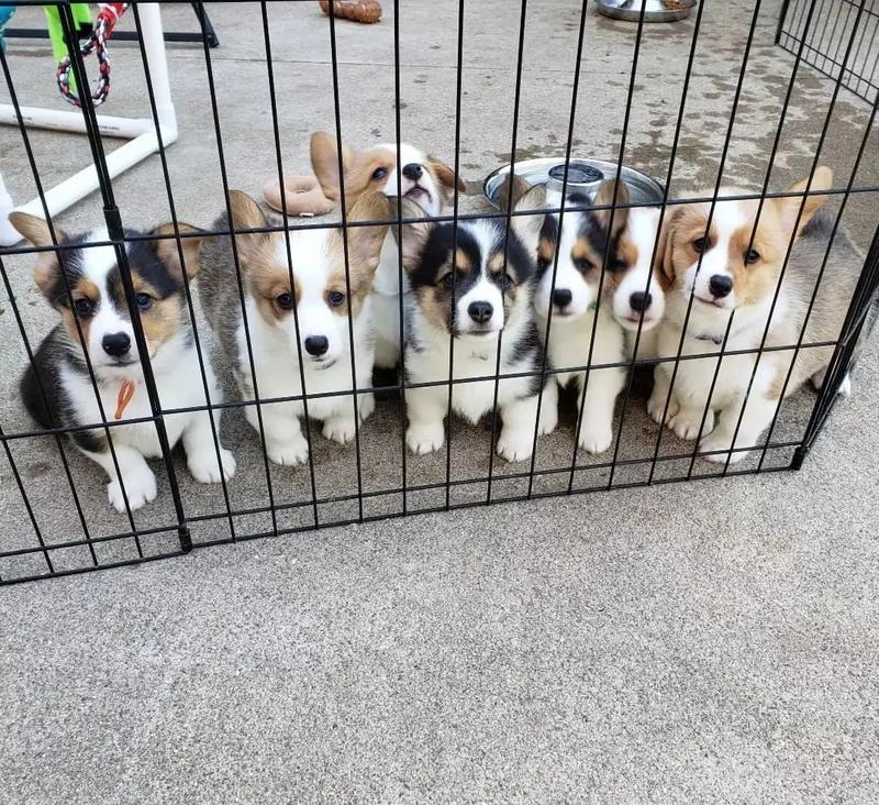 Christmas Puppies for sale in Grapevine, TX 5miles Buy and Sell