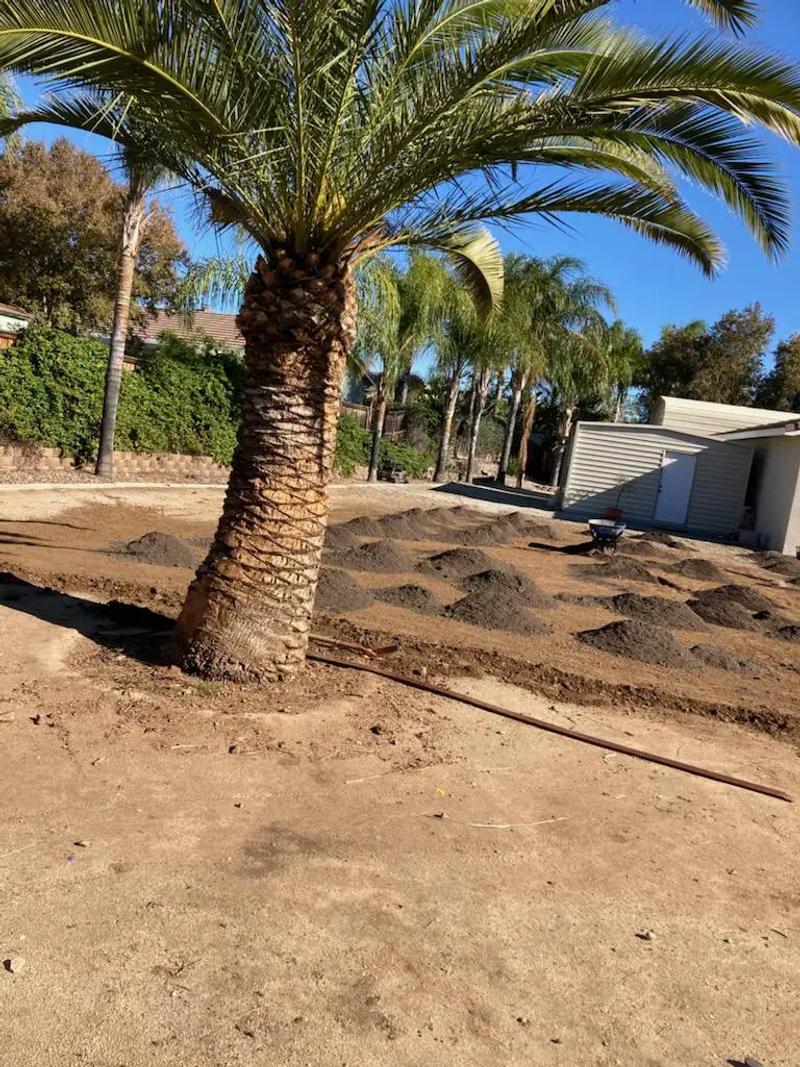 Canary Island date palm tree for sale for sale in Lake Elsinore, CA