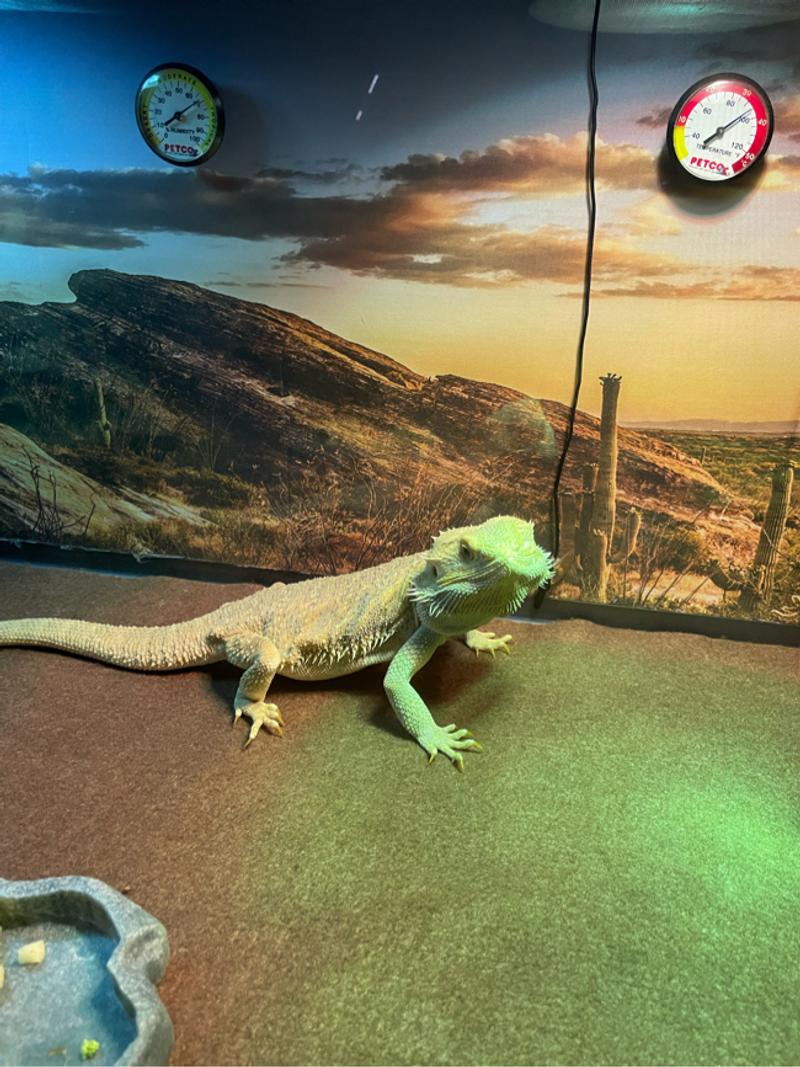 Bearded Dragon, 40 Gallon Reptile Tank, stand.. the whole set up for