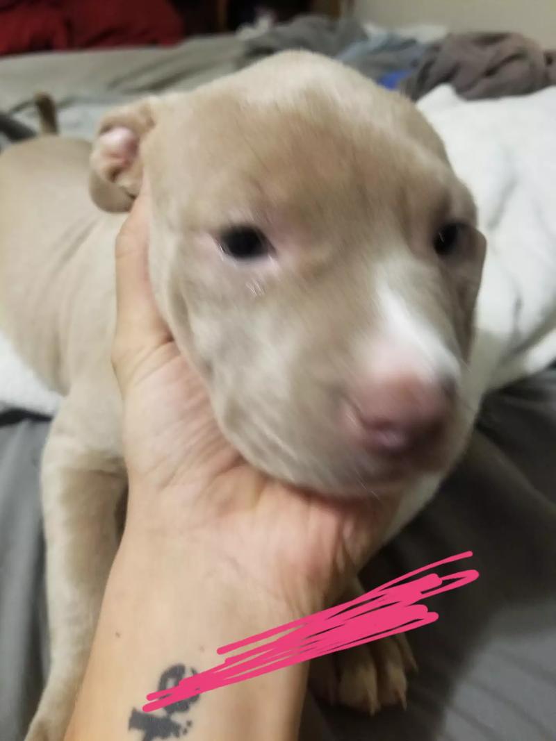 8 week old pitbull puppies for sale in Crowley, TX 5miles Buy and Sell