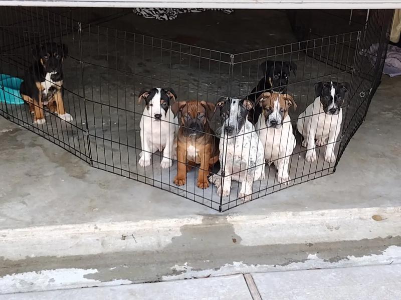 50 each rehoming fee ask for details please..Pitbull puppies. for sale